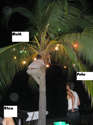 christmas palm.JPG